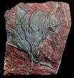 Moroccan Crinoid (Scyphocrinites) Pair - Nice Detail #62651-1